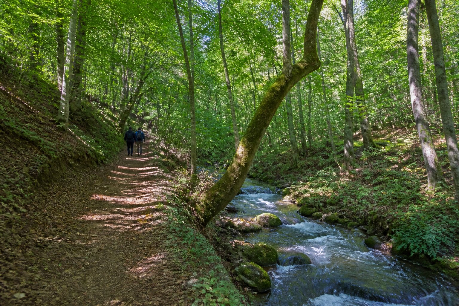 جنگل ناهارخوران گرگان